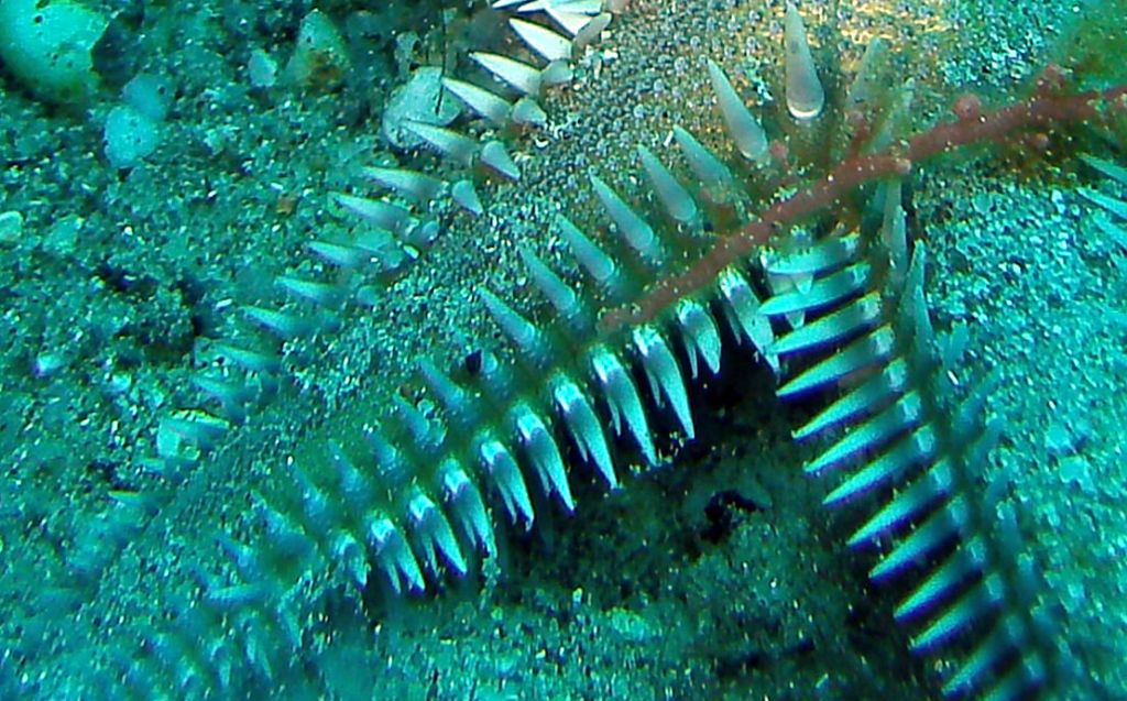 Non sono tutti Astropecten platyacanthus